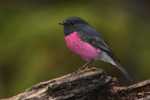 Pink Robin (Petroica rodinogaster), Tasmania, Australia