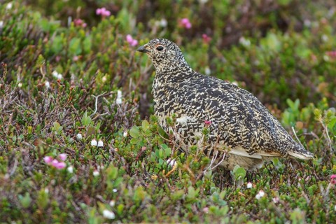 White-tailed Ptarmigan (Lagopus leucurus) in the alpine habitat of British Columbia, Canada
