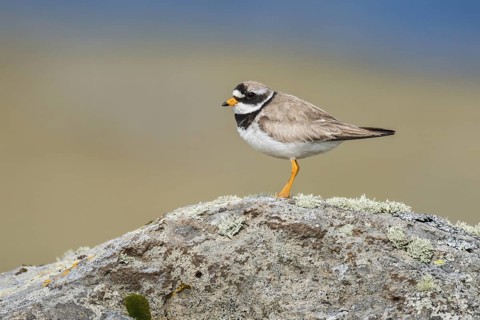 Common Ringed Plover (Charadrius hiaticula) perched on a rock, Iceland