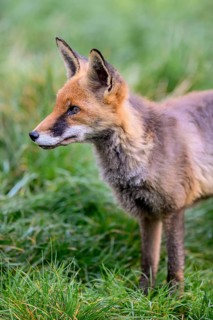 Red fox (Vulpes vulpes), portrait, captive, Rhodes, Département Moselle, Lorraine, France