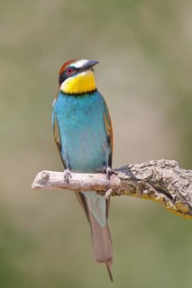 European bee-eater (Merops apiaster) sitting on a branch, Lake Neusiedl, Burgenland, Austria