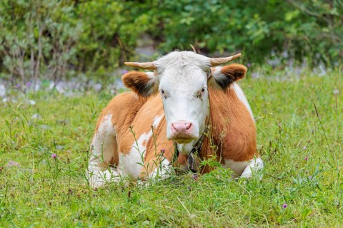 Holstein-Friesian cattle grazing on a mountain pasture in steep terrain. Eng Valley, Austria