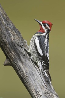 Red-naped Sapsucker (Sphyrapicus nuchalis) male, Alberta, Canada