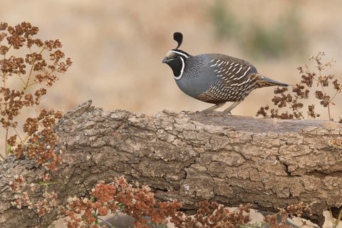 California Quail (Callipepla californica) male, California, USA