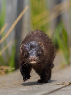A mink sneaks up on you