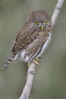 Northern Pygmy Owl (Glaucidium californicum), British Columbia, Canada