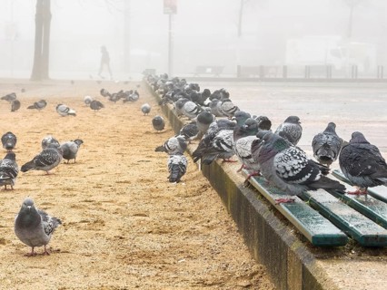 Many pigeons in the fog on a square in Düsseldorf, Germany