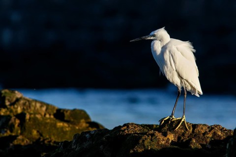 Little Egret (Egretta garzetta) resting on stones, Asturias, Spain
