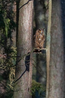 One Eurasian Eagle Owl, Bubo bubo, sitting in a forest on a branch of a tree
