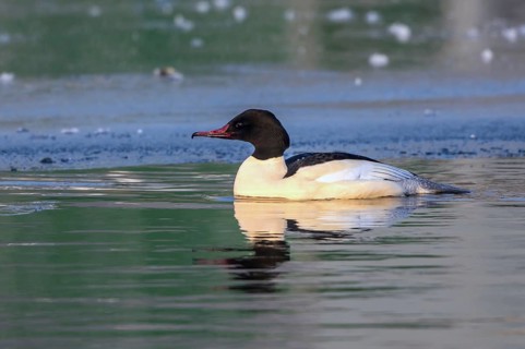 Common Merganser (Mergus merganser) male simming on an ice edge, Mecklenburg-Western Pomerania,
