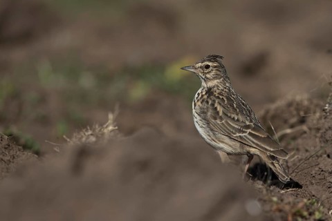 Thekla Lark (Galerida theklae huei) perched on the ground, Bale Mountains National Park, Ethiopia