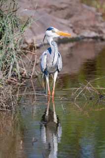 Grey heron (Ardea cinerea), eating a captured frog, Kruger National Park, South Africa
