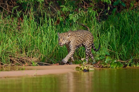 A jaguar strides attentively along the sandy edge of a jungle river, Jaguar (Panthera onca),