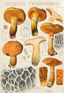Mushroom, Mushrooms, Rufous larch bolete, Suillus tridentinus, Boletus tridentinus, authentic