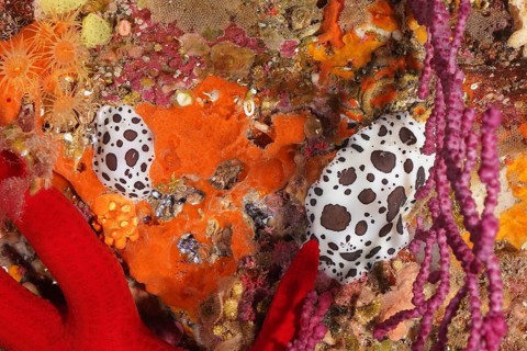 Leopard snail (Discodoris atromaculata) surrounded by intense colours, dive site peninsula Giens,