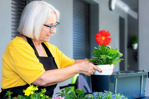 An elderly woman, wearing glasses and an apron, tends to a vibrant red gerbera daisy in a pot.