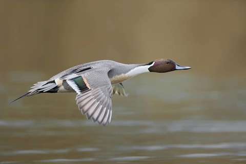 Northern Pintail (Anas acuta) male flying, British Columbia, Canada