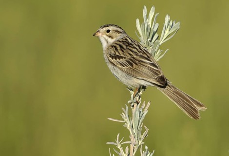 Clay-colored Sparrow (Spizella pallida)