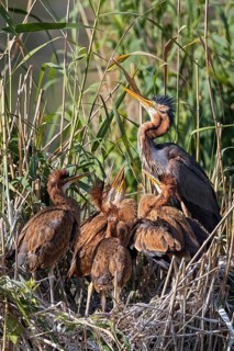 Purple Heron (Ardea purpurea) with juveniles in nest, Baden-Wuerttemberg, Germany