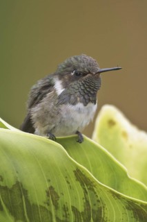 Volcano Hummingbird (Selasphorus flammula), Costa Rica