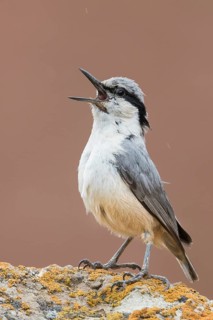 Eastern Rock Nuthatch - Klippenkleiber - Sitta tephronata ssp. tephronata, Kyrgyzstan, adult
