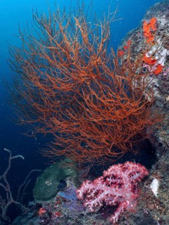 An orange-coloured Black coral (Antipathes dichotoma) rises in front of a rocky outcrop in the