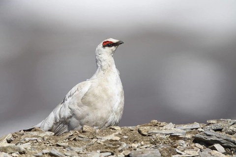 Rock Ptarmigan (Lagopus muta) male, Alaska, USA