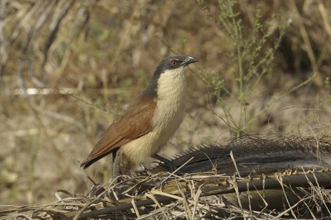 Senegal Coucal (Centropus senegalensis), Gambia
