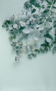 Eucalyptus branch, on a pale green background, top view, wallpaper, photo background, no people