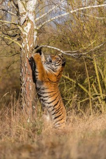 One young female Siberian Tiger, Panthera tigris altaica, climbing up a tree in a forest, hunting