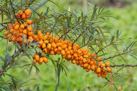 Sea buckthorn (Hippophae rhamnoides ORANGE ENERGY),  Germany