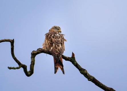 Red kite (Milvus milvus), sitting on a branch, Zurich, Switzerland