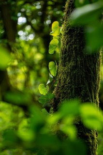 Vibrant green leaves and moss thrive on the bark of a tree, highlighted by natural sunlight in a