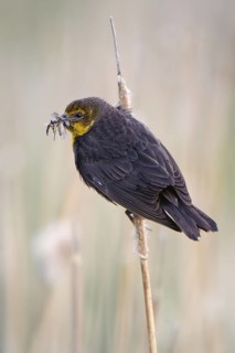 Yellow-headed Blackbird (Xanthocephalus xanthocephalus) female, Montana, USA