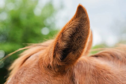 Detailed close-up of a horse's ear, displaying its soft hair and natural texture against a blurred,