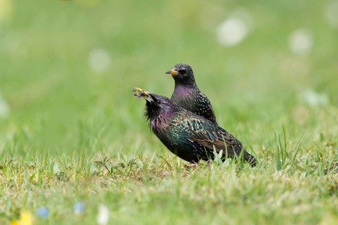 Common Starling (Sturnus vulgaris) pair, male presenting female with a food gift as part of a