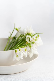 Vibrant fresh snowdrops in a ceramic bowl set against a clean, white background. Ideal for seasonal