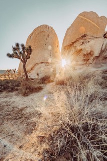 Sunrise in Joshua Tree National Park