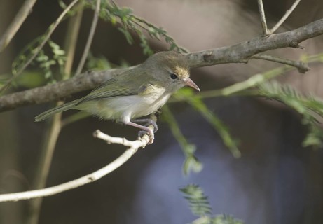 Scrub Greenlet (Hylophilus flavipes), Trinidad and Tobago