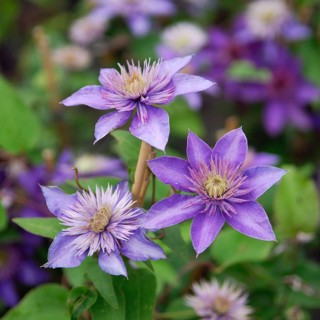 Large-flowered clematis, clematis (Clematis 'Multi Blue'), Germany
