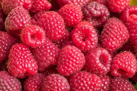 Autumn raspberry (Rubus idaeus' Polka '), Cambridge Botanical Garden, Germany
