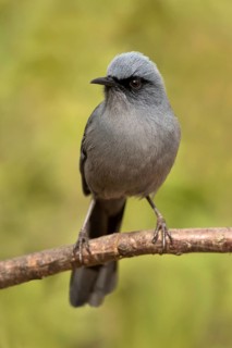 Beautiful Sibia (Heterophasia pulchella) perched on a branch, Yunnan, China