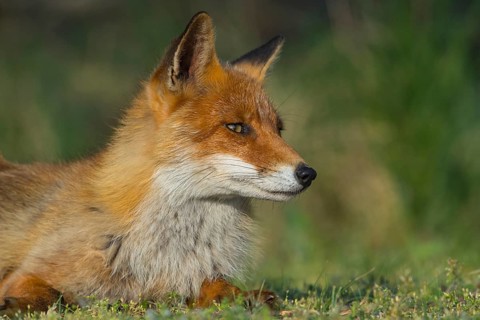 Red Fox (Vulpes vulpes) adult portrait, Netherlands