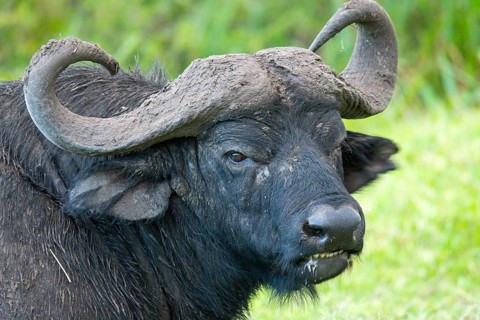 A detailed close-up shot of a Cape buffalo's face, covered in mud, showcasing its textured skin and