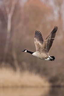 Canada Goose (Branta canadensis) flying, Baden-Wuerttemberg, Germany