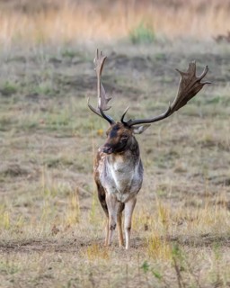 Fallow deer (Dama dama) in a clearing, Rüsselsheim am Main, Hesse, Germany