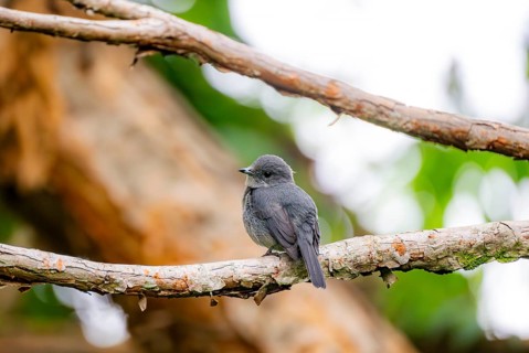 Mountain Drongo Flycatcher (Melaenornis fischeri) sitting on a branch, Mgahinga Gorilla National