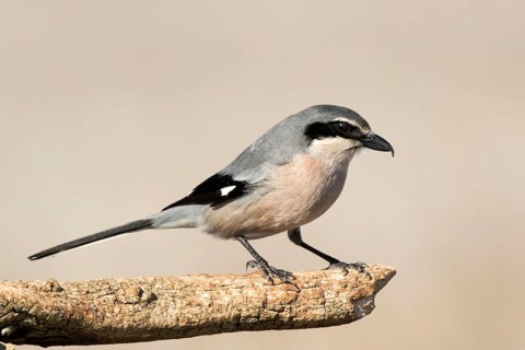 Southern Grey Shrike (Lanius meridionalis) perched on a dry branch, Castile-La Mancha, Spain