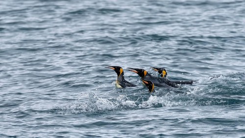King penguins (Aptenodytes patagonicus), group swimming with heads sticking out of the water, South