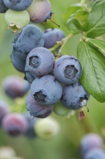 Blueberry (Vaccinium corymbosum 'Darrow'), allotment garden, Germany